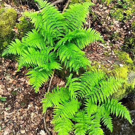 A Calma * Paradela (Ourense)