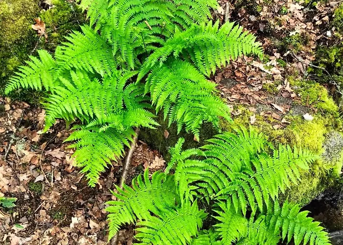 A Calma * Paradela (Ourense)